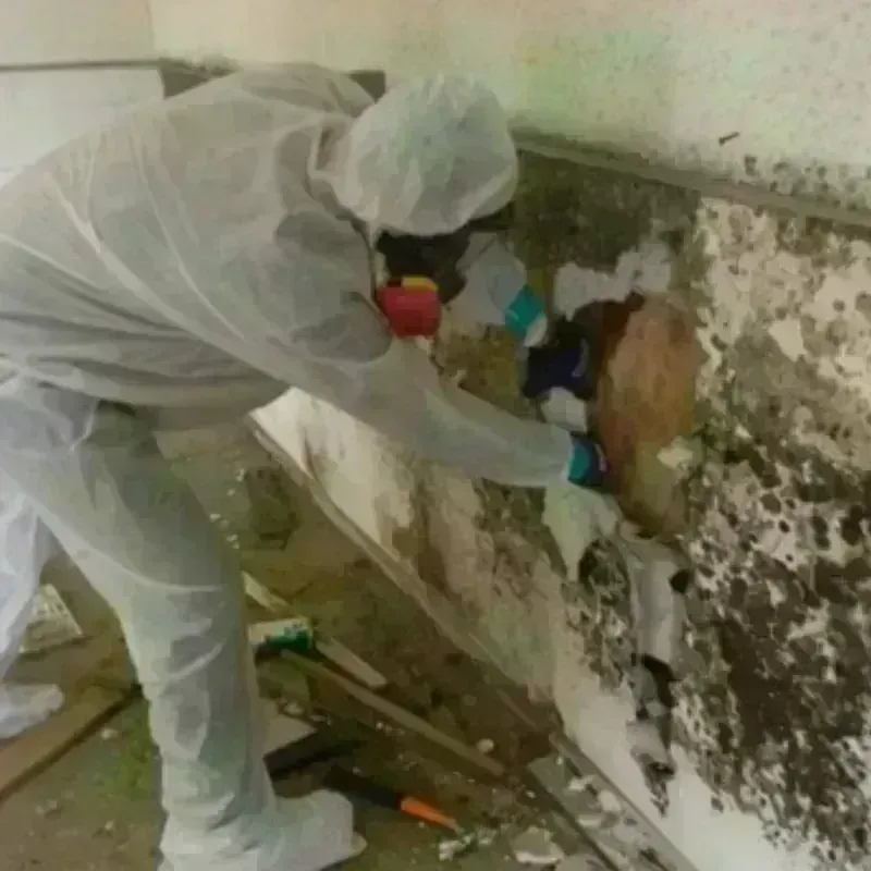 Mold Remediation and Removal in Americus, GA